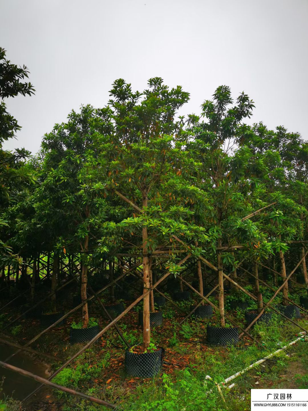 黃金熊貓 黃金熊貓