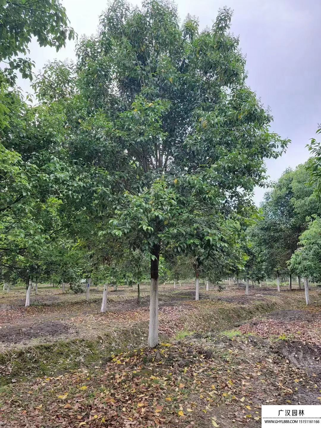 大葉女貞樹 大葉女貞樹