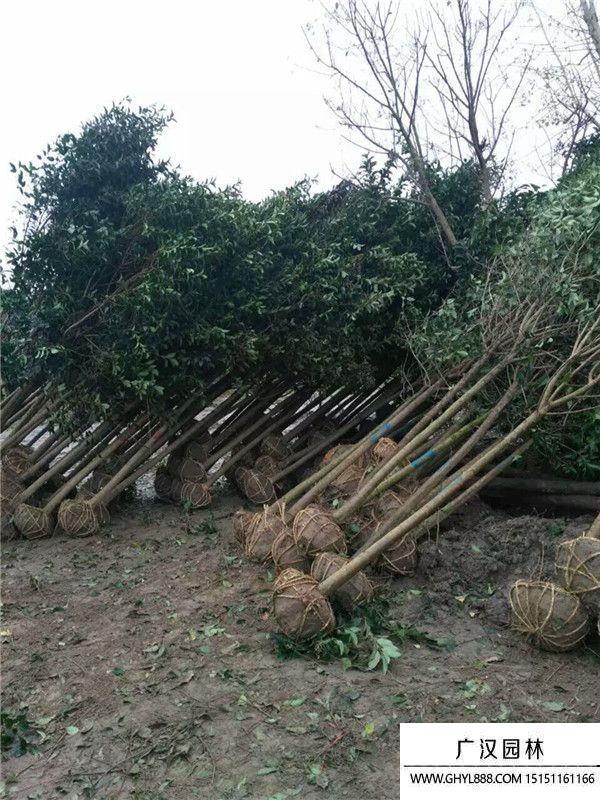 大葉女貞 大葉女貞