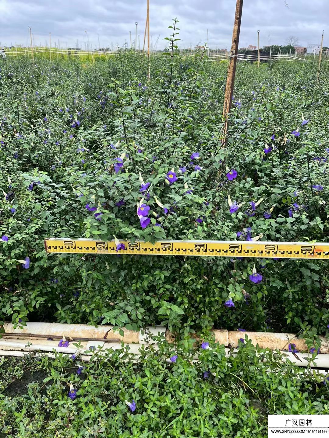 老鴨嘴球 老鴨嘴球