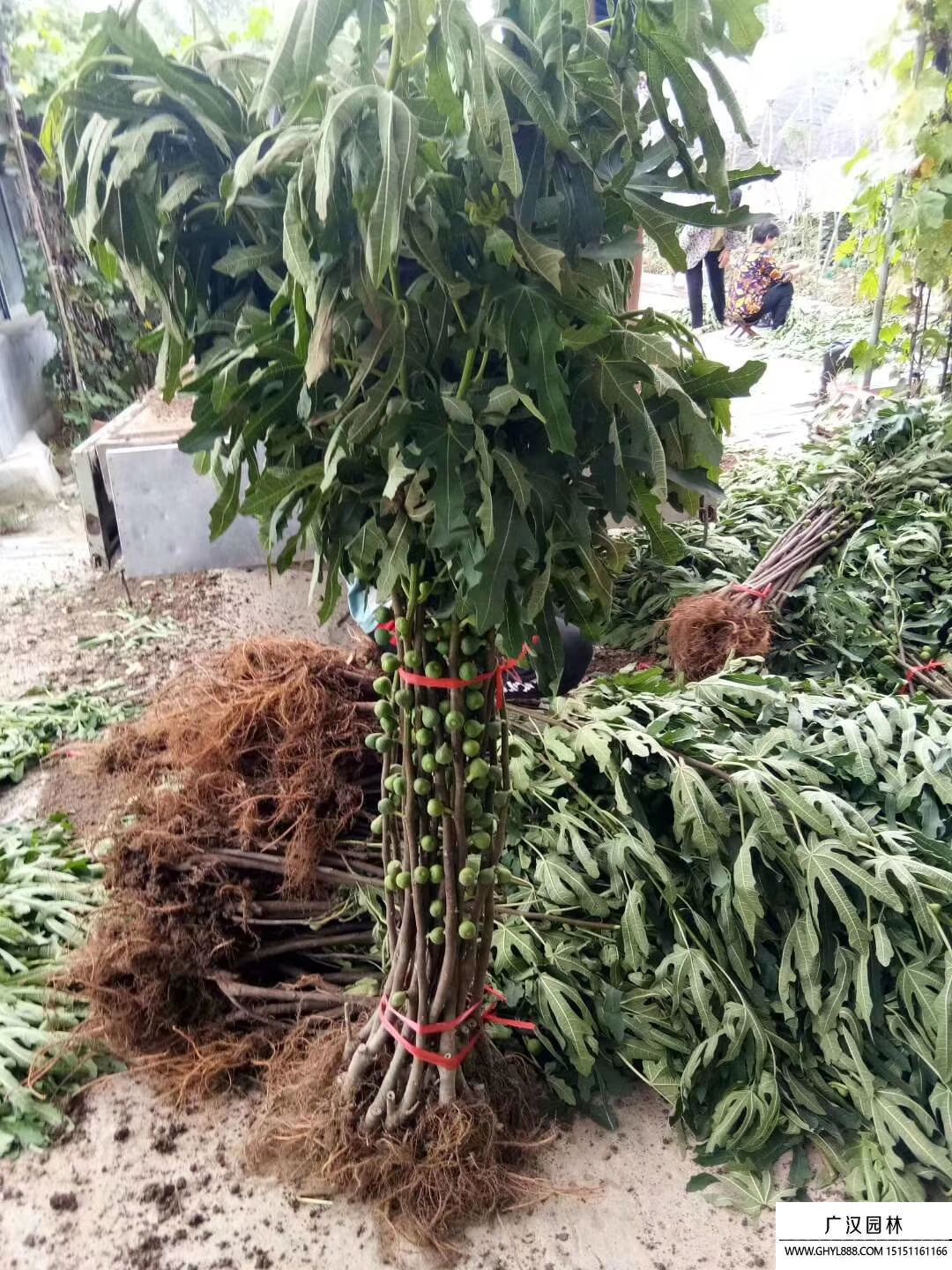 無(wú)花果小苗