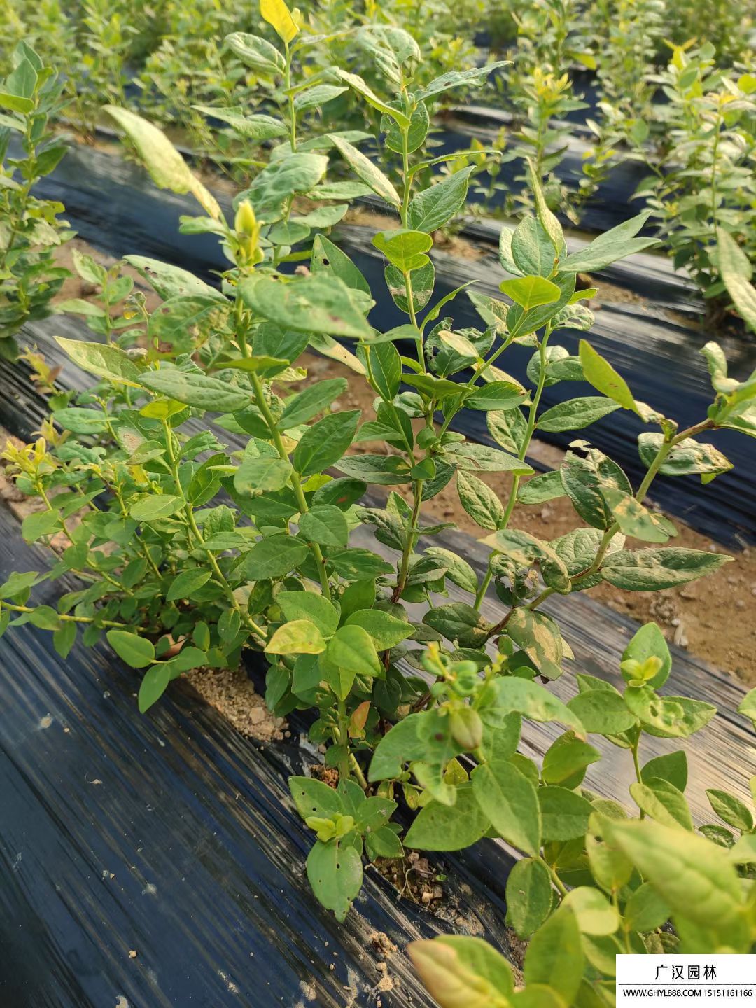 藍(lán)莓小苗 藍(lán)莓小苗