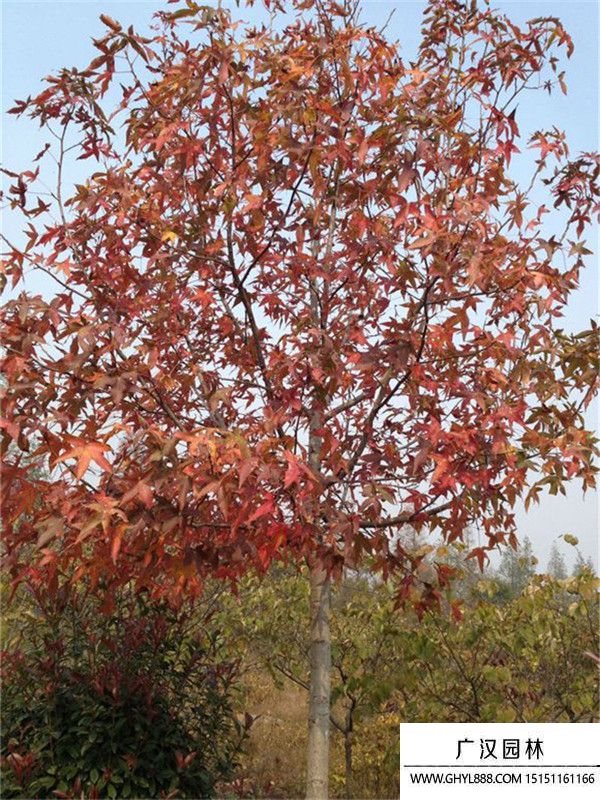 北美楓香 北美楓香