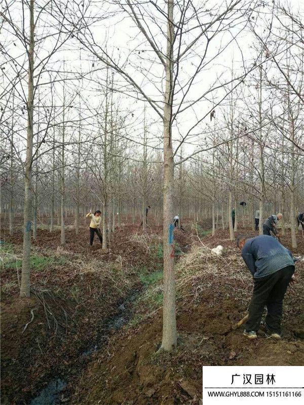 北美楓香 北美楓香