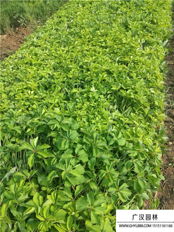 爬山虎苗 爬山虎苗