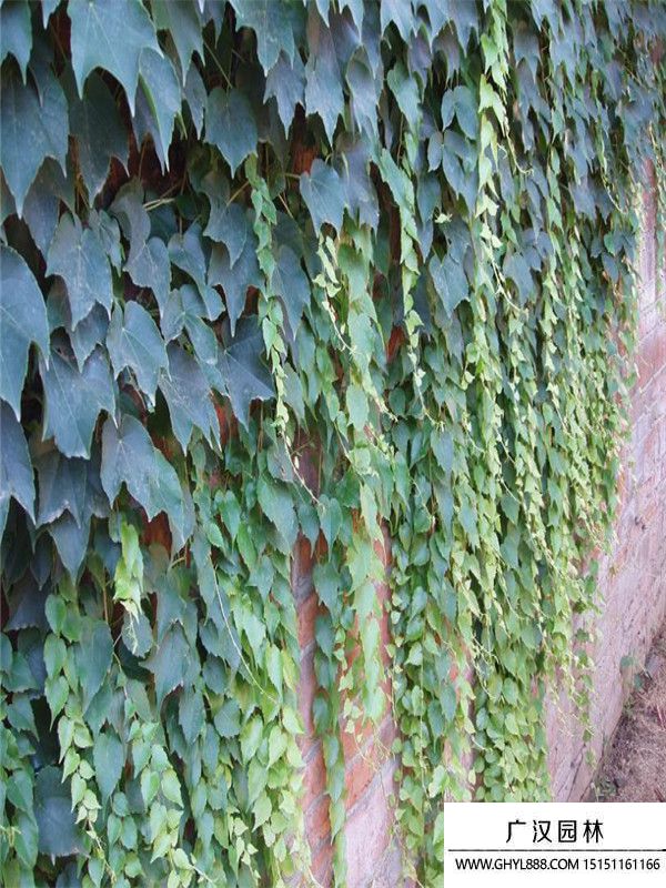 五葉地錦 五葉地錦