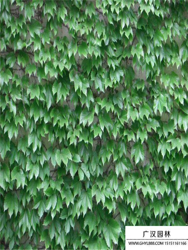 五葉地錦 (1).jpg