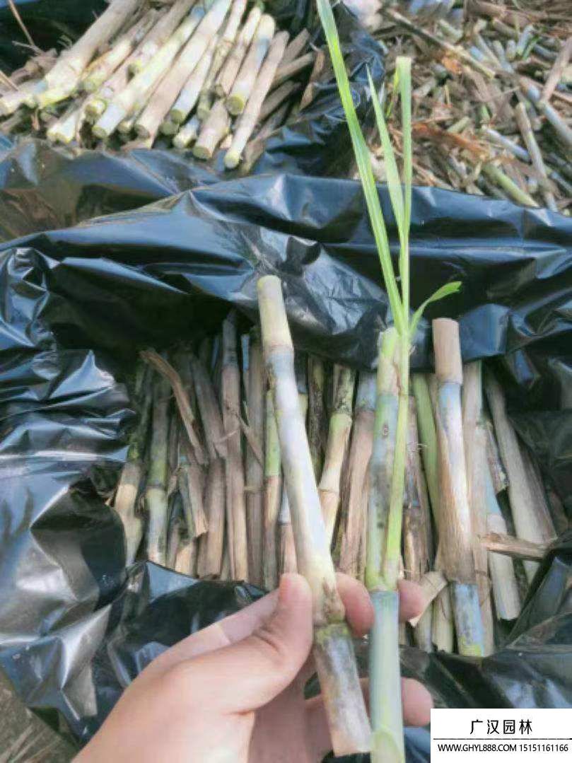 皇竹草 皇竹草