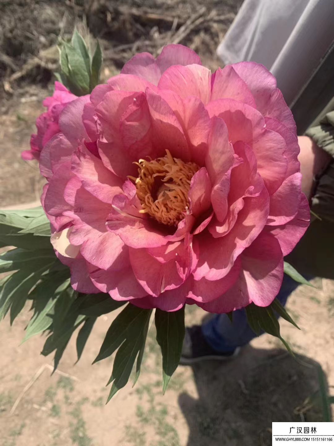 朱麗葉玫瑰 朱麗葉玫瑰