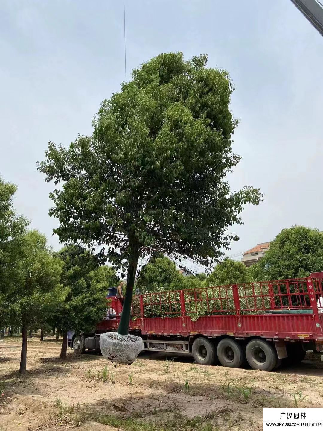 獨(dú)桿女貞樹(shù)