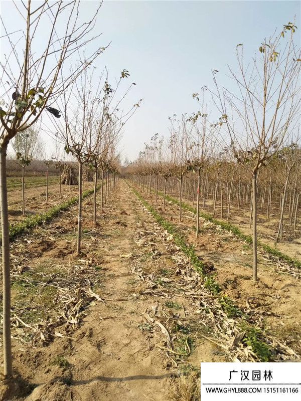 櫻花產(chǎn)地 (2).jpg