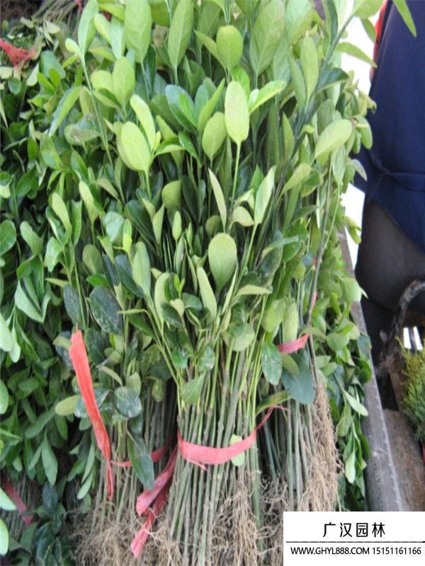 膠東衛(wèi)矛苗 膠東衛(wèi)矛苗