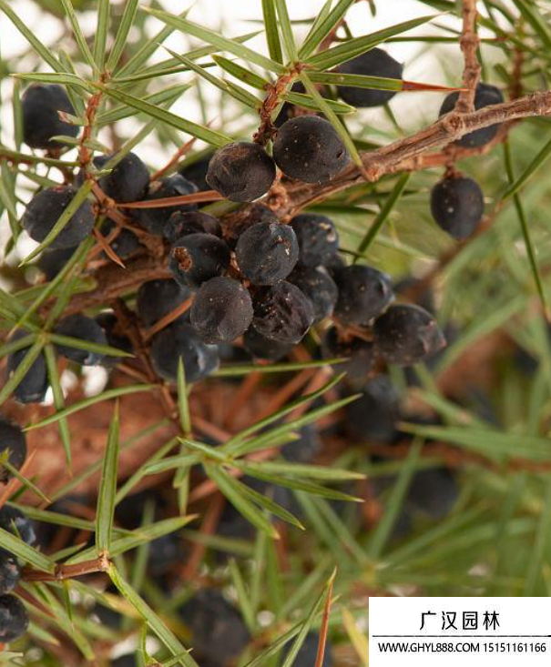 杜松種子 杜松種子