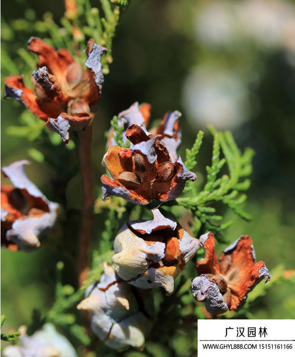 杜松種子 杜松種子