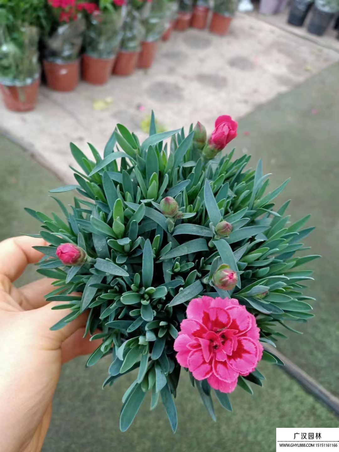 康乃馨 (1).jpg 康乃馨 (1).jpg