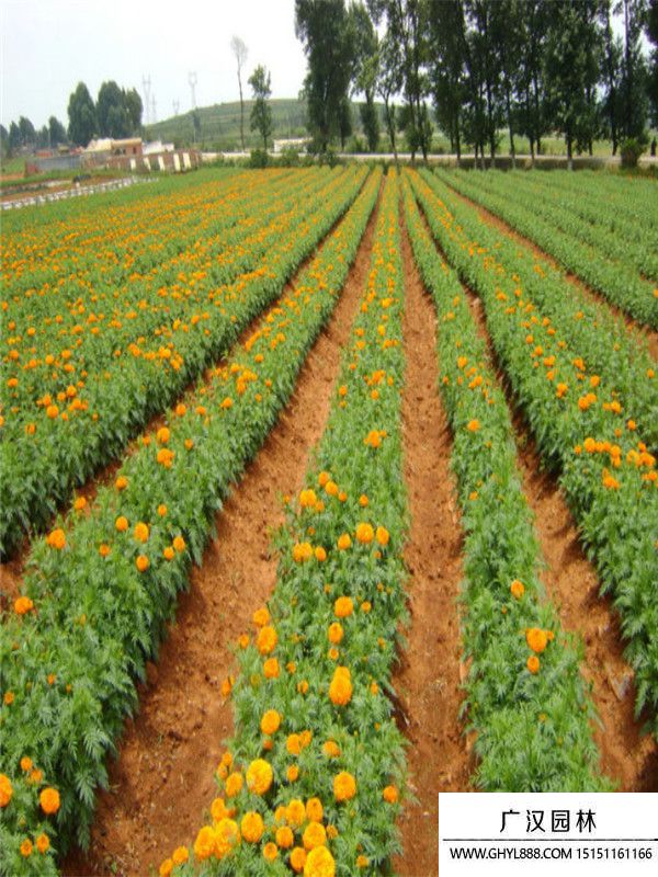 萬(wàn)壽菊6.jpg 萬(wàn)壽菊6.jpg