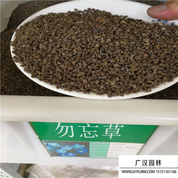 勿忘我種子 勿忘我種子