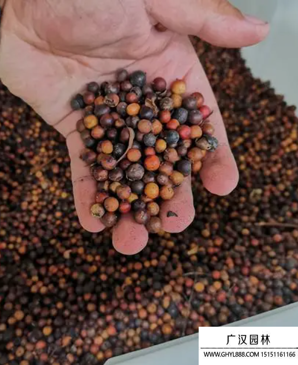 天竹種子 天竹種子