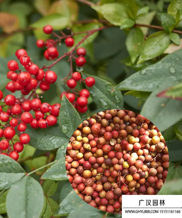 天竹種子 天竹種子