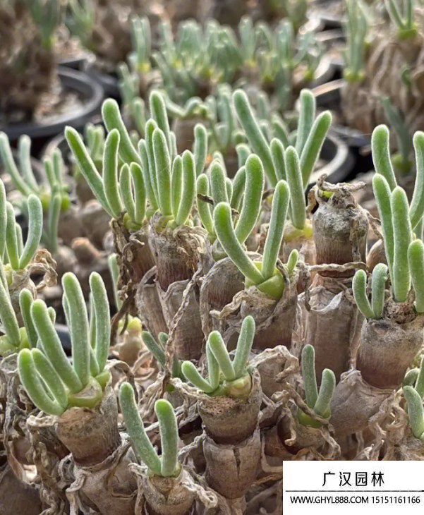 碧光環(huán) 碧光環(huán)