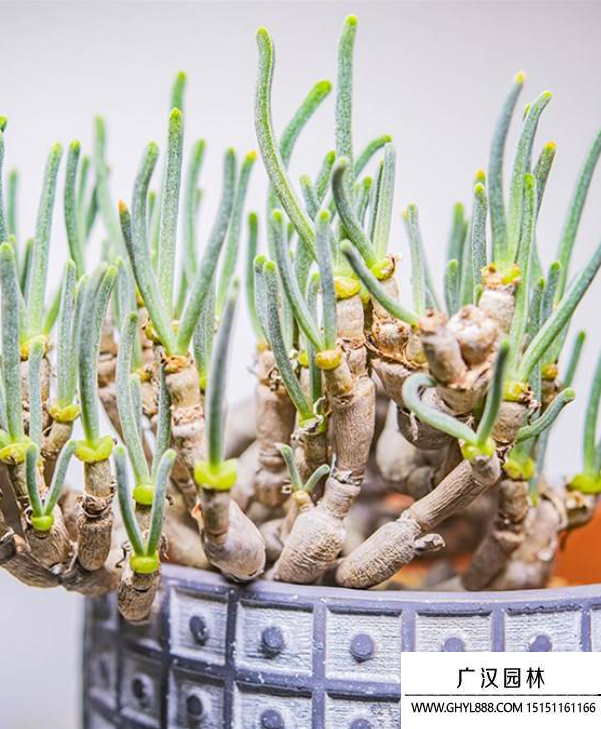 碧光環(huán) 碧光環(huán)