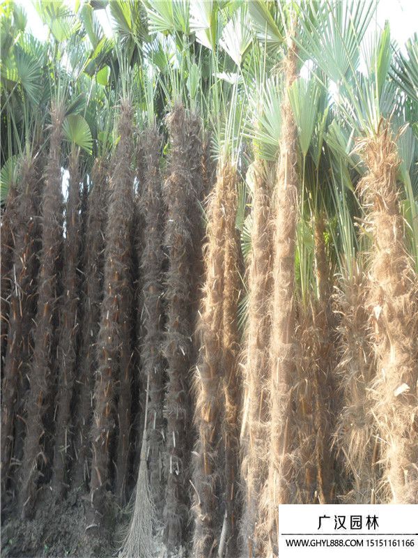 棕櫚樹(shù) (9).jpg 棕櫚樹(shù) (9).jpg