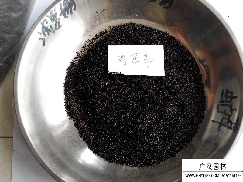 雞冠花種子 雞冠花種子