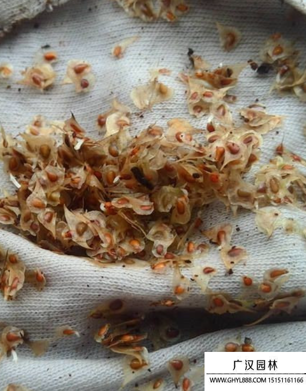 花毛茛種子 花毛茛種子