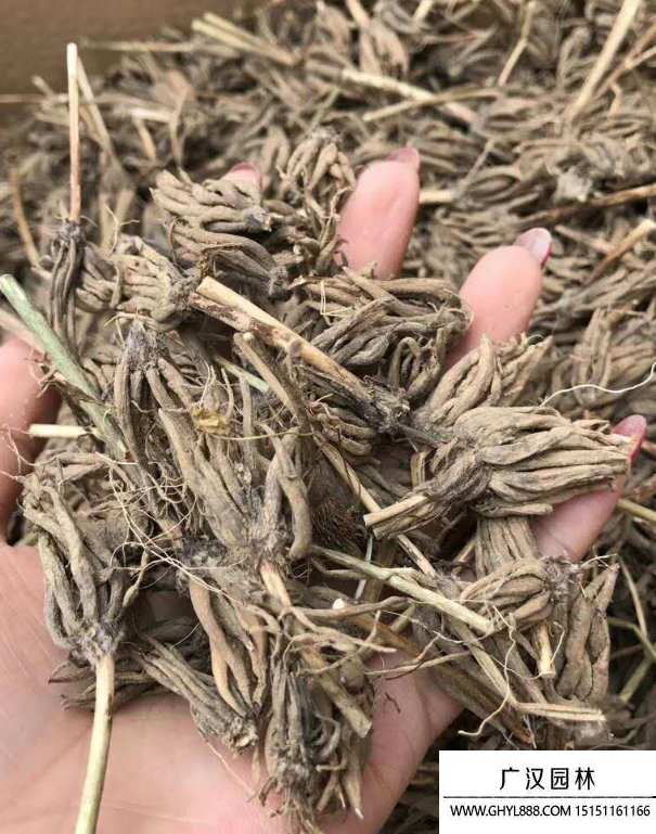 花毛茛種子 花毛茛種子