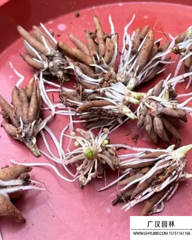 花毛茛種子 花毛茛種子