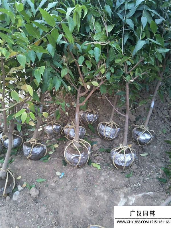 臘梅 (10).jpg 臘梅 (10).jpg