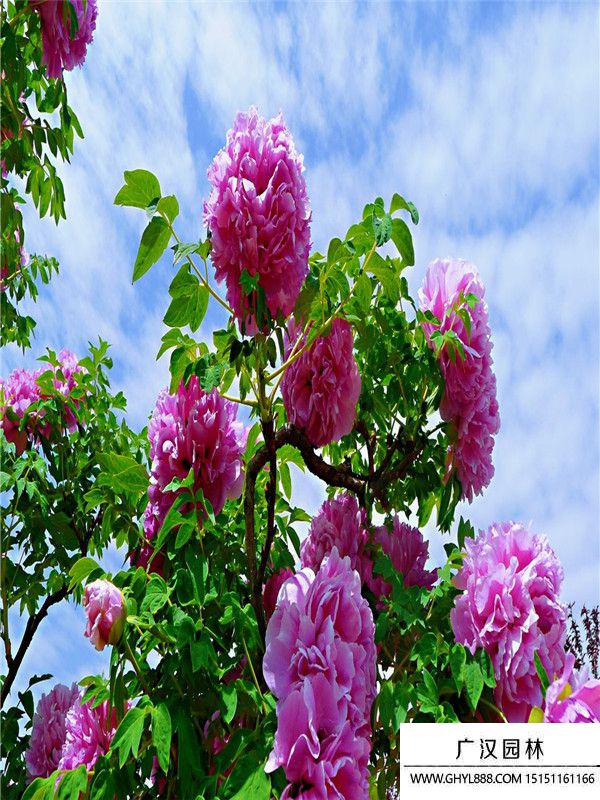 牡丹1_副本.jpg 牡丹1_副本.jpg