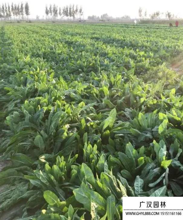 歐洲菊苣 歐洲菊苣