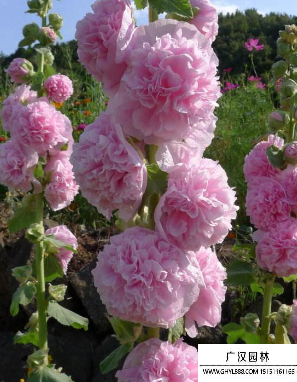 重瓣蜀葵種子 重瓣蜀葵種子