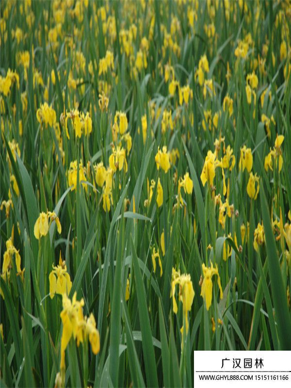黃菖蒲3.jpg