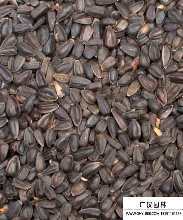 向日葵種子 向日葵種子