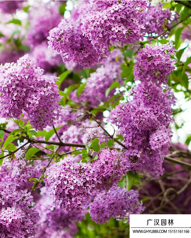 紫丁香 紫丁香