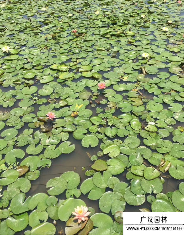 睡蓮 睡蓮