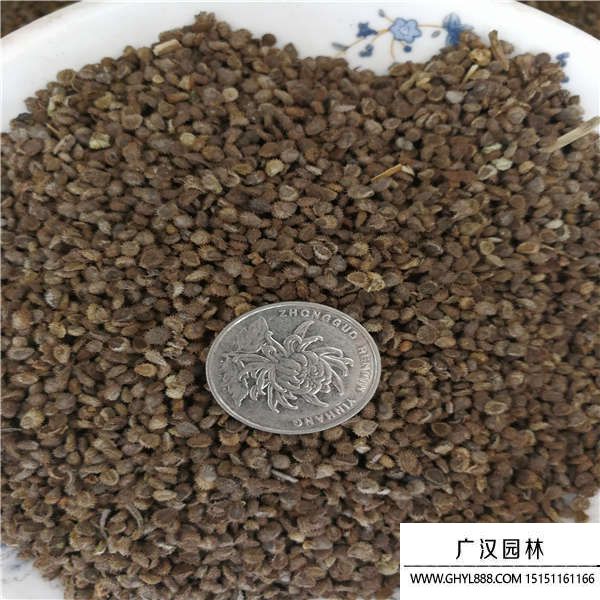 勿忘我花種子 勿忘我花種子