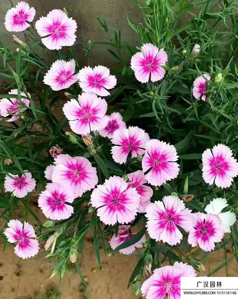 五彩石竹 (5).jpg 五彩石竹 (5).jpg