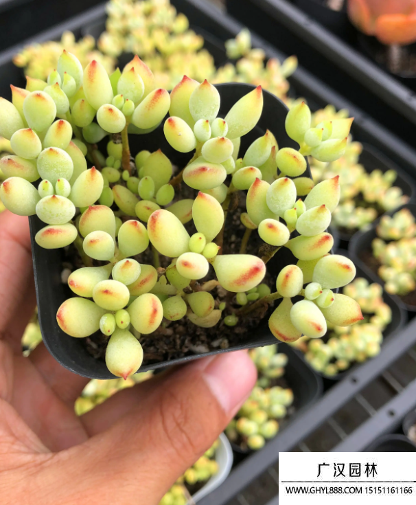 多肉植物 多肉植物