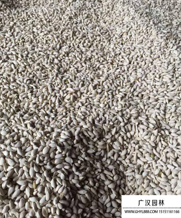 檸檬種子 檸檬種子