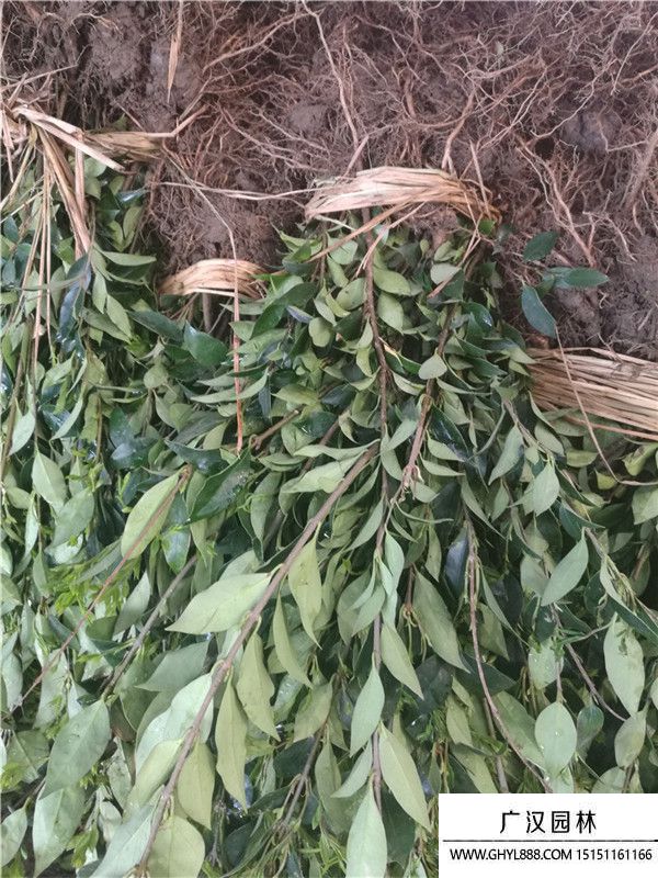 日本女貞 (2).jpg 日本女貞 (2).jpg