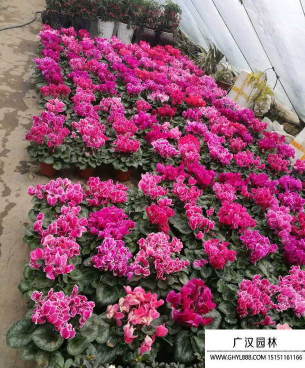 蘿卜海棠 蘿卜海棠