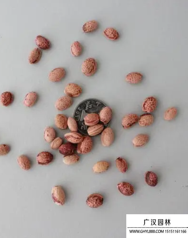 櫻花種子 櫻花種子