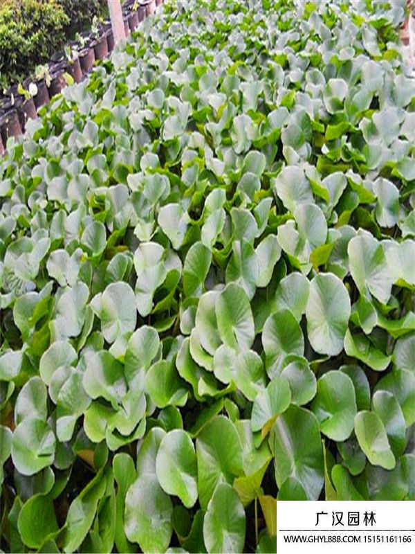 睡蓮.jpg 睡蓮.jpg