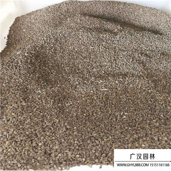 勿忘我種子 勿忘我種子