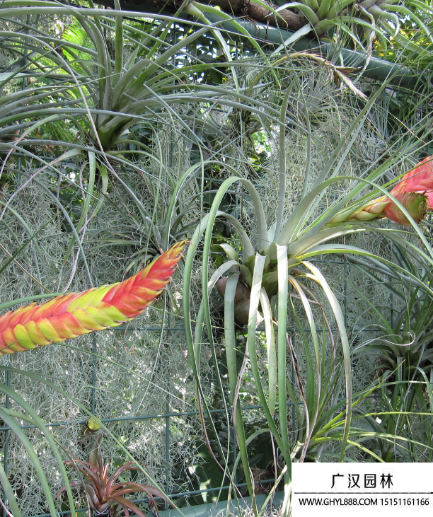 空氣鳳梨 空氣鳳梨