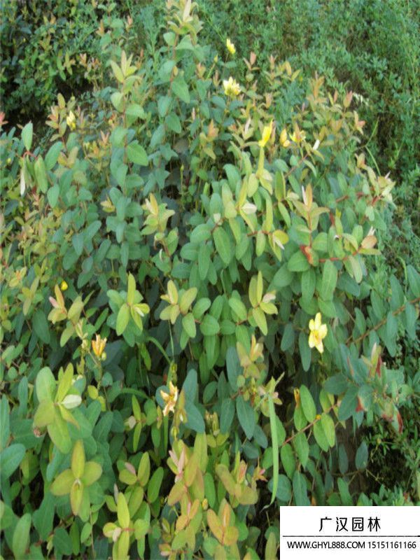 金絲梅. (1).jpg 金絲梅. (1).jpg