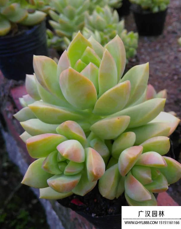 多肉植物 多肉植物